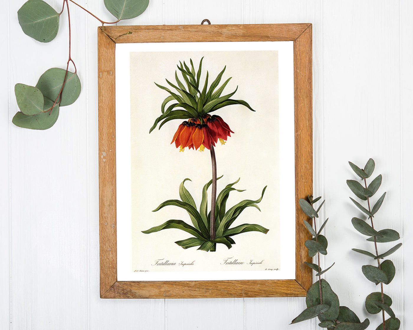 Fritillaria Imperialis - Kaiserkrone