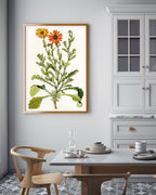 Arctotis Spinulosa - orangene Blüten