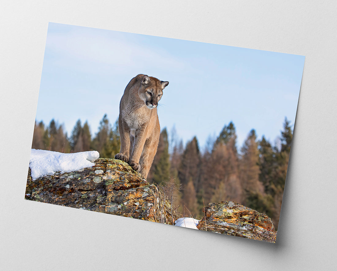Puma in Berglandschaft