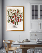 Piper Indicum Medium - Paprikagewächs