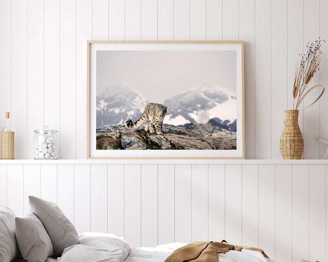 Schneeleopard in den Bergen Main Image