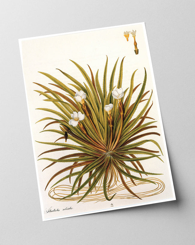 Stratiotes Aloides - Krebsschere Main Image