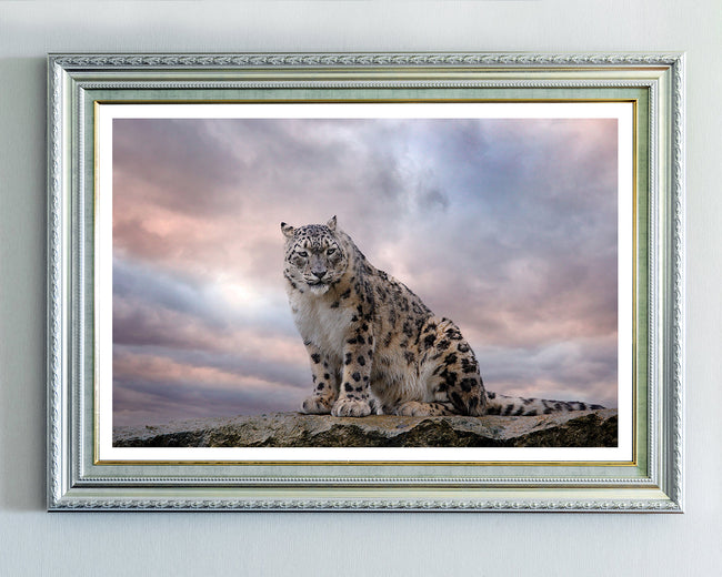 Schneeleopard Hover Image