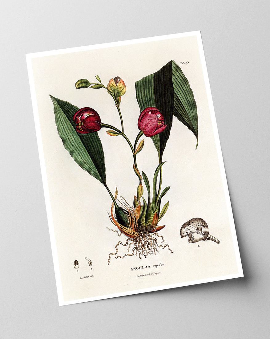 Anguloa Superba - Orchidee