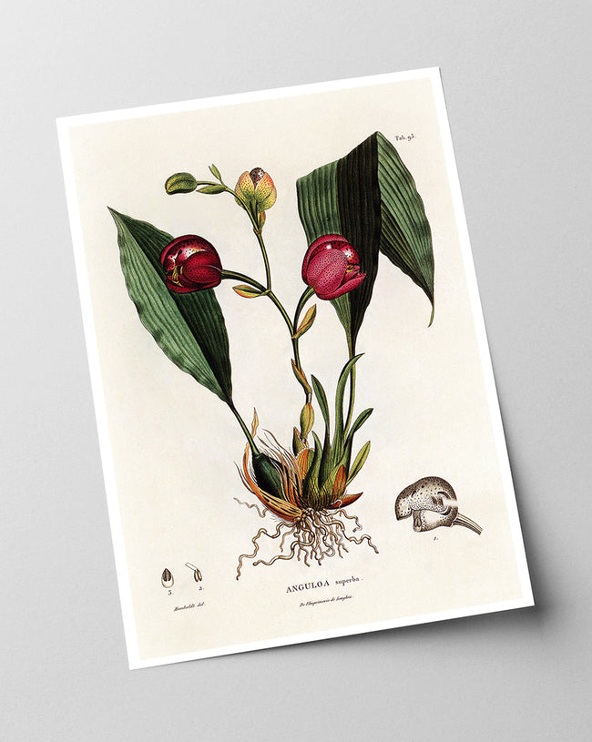 Anguloa Superba - Orchidee Main Image