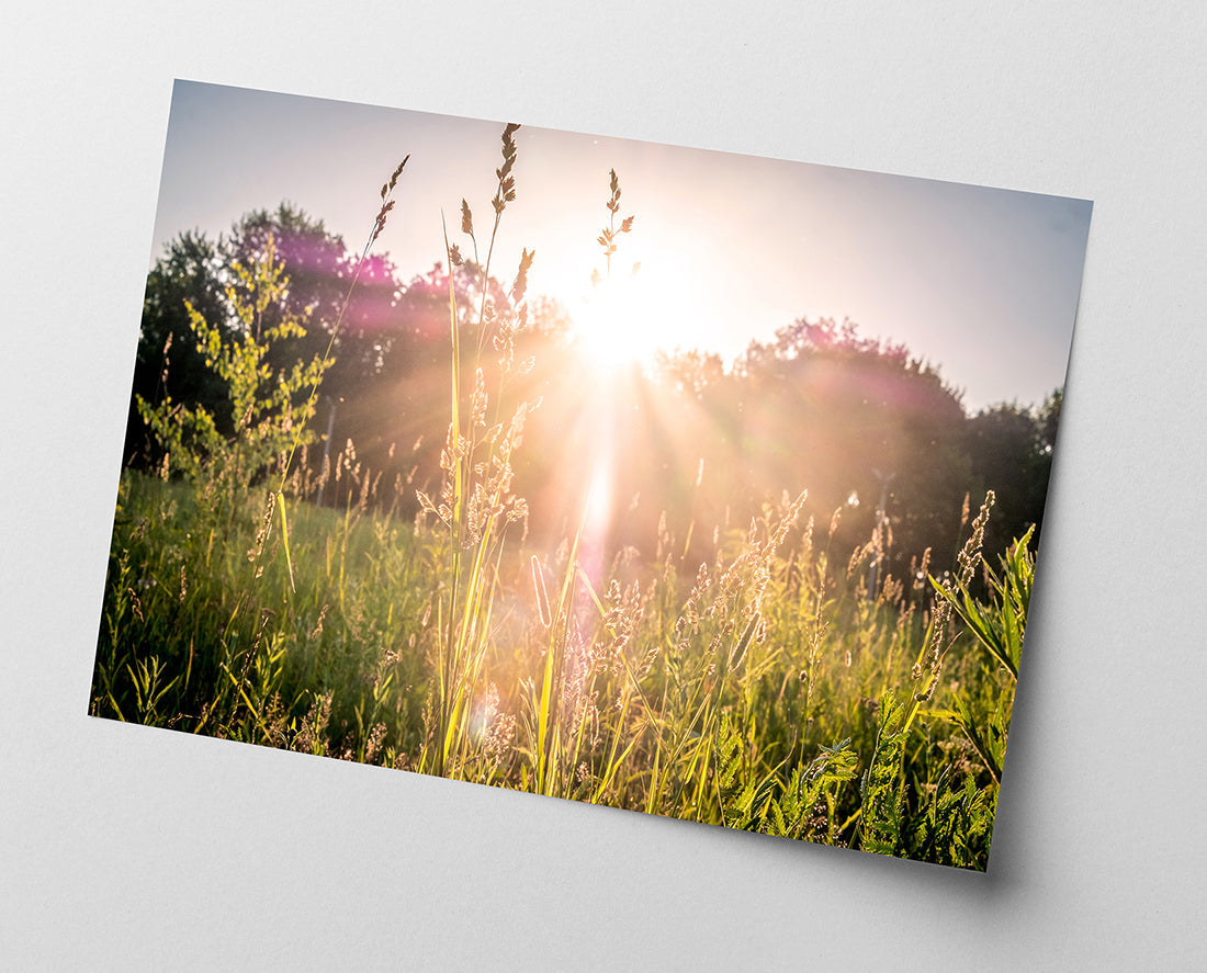 Sonnenstrahlen auf einer Wiese