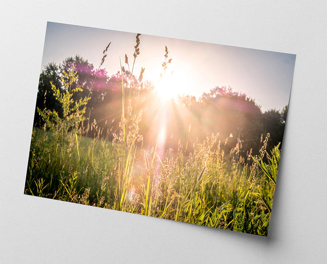 Sonnenstrahlen auf einer Wiese Main Image