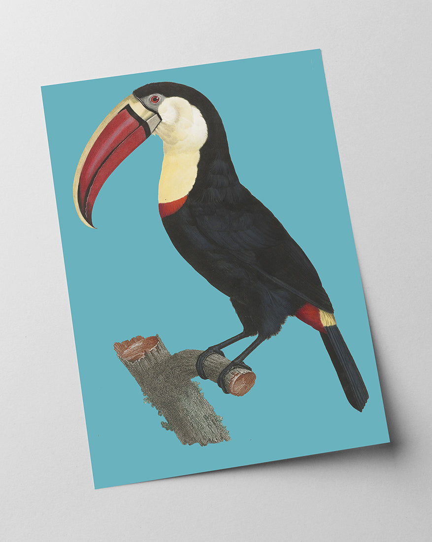 François Levaillant - Tukan auf türkisem Hintergrund