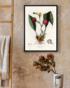 Anguloa Superba - Orchidee