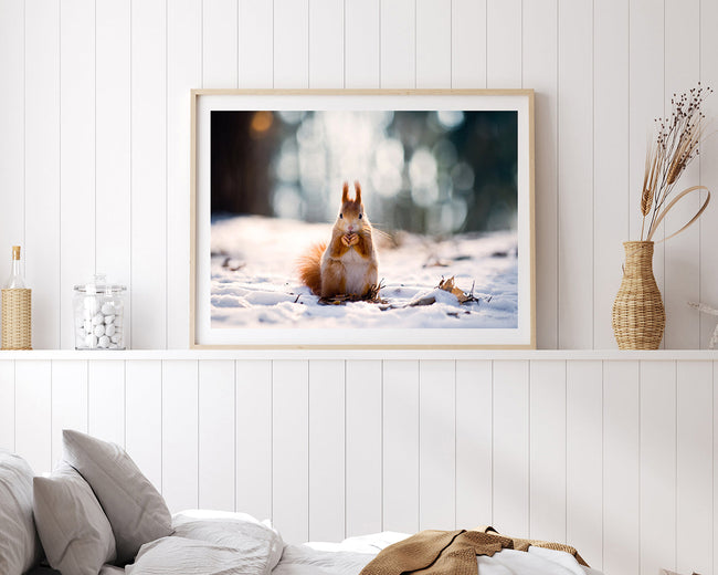 Eichhörnchen im Schnee Main Image