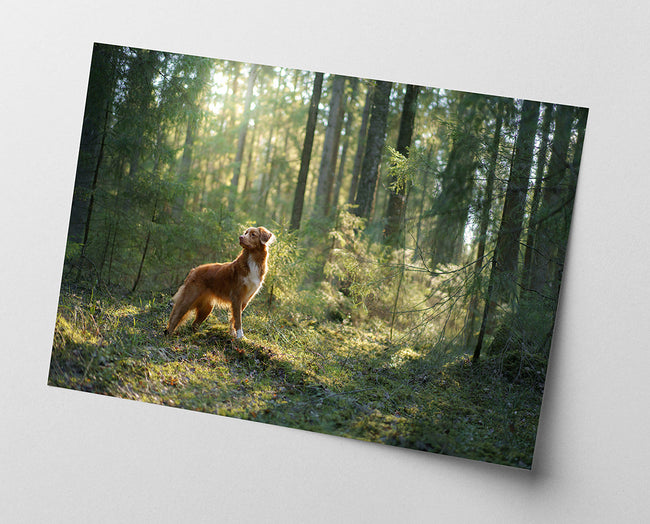 Hund im Wald Main Image