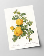 Rosenstrauch mit gelben Blüten