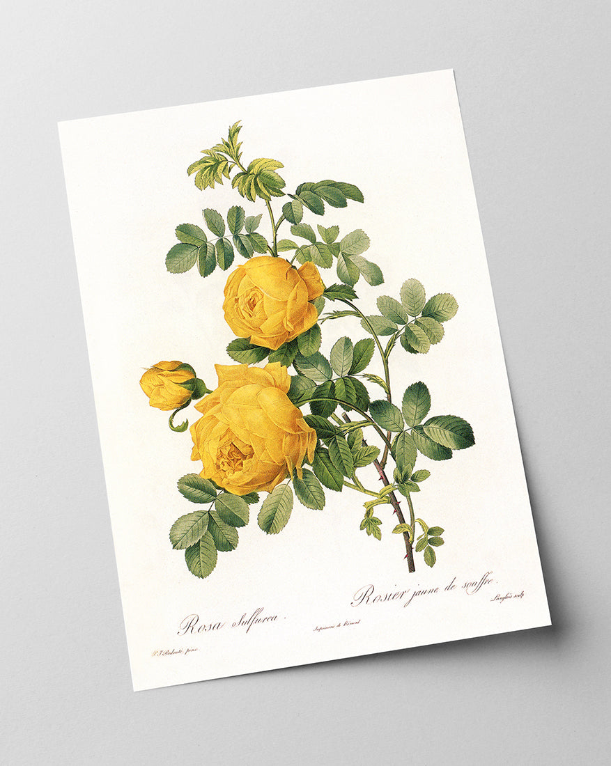 Rosenstrauch mit gelben Blüten