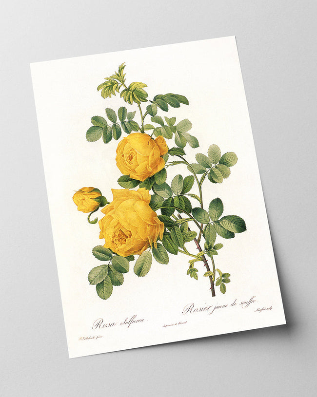 Rosenstrauch mit gelben Blüten Main Image