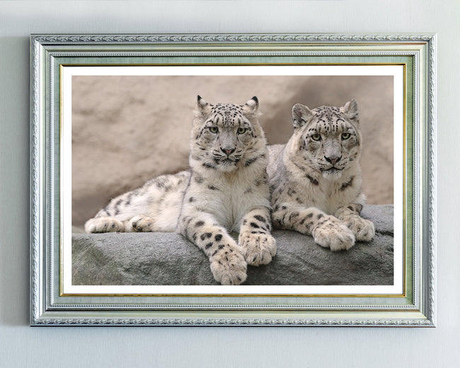 Schneeleoparden Main Image