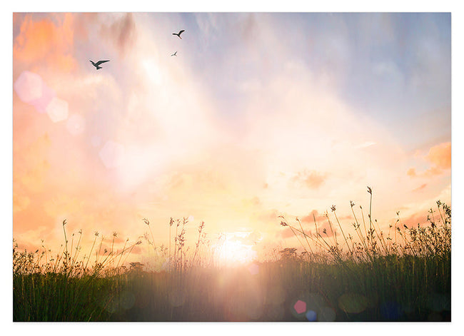Sonnenstrahlen auf einer Wiese Hover Image
