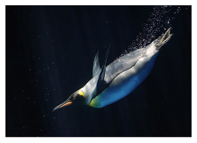 Schwimmender Pinguin Hover Image