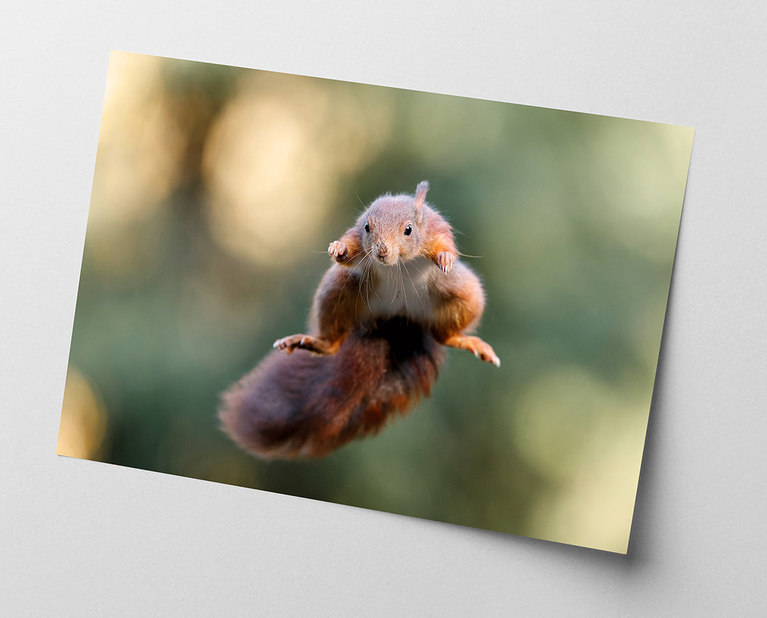 Springendes Eichhörnchen