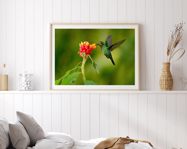 Fliegender Kolibri Main Image