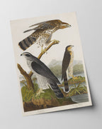 John James Audubon - Drei Greifvogelarten