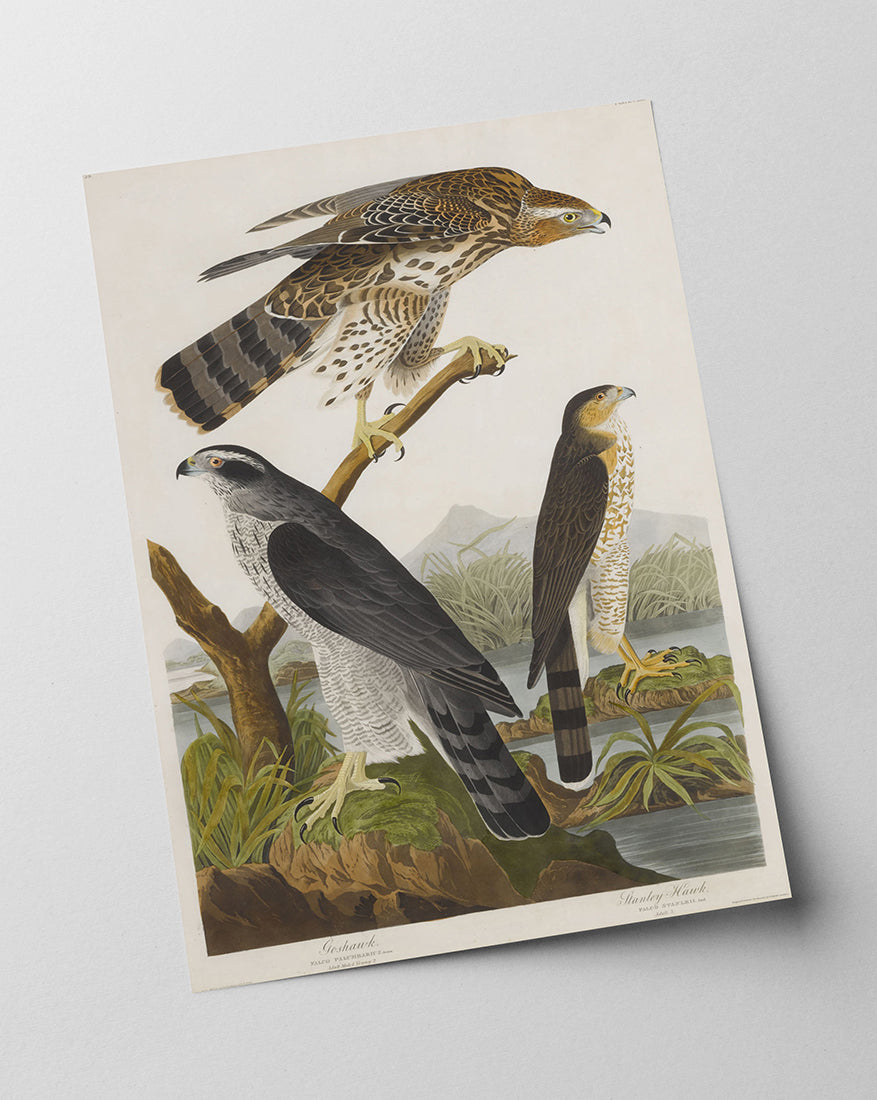 John James Audubon - Drei Greifvogelarten