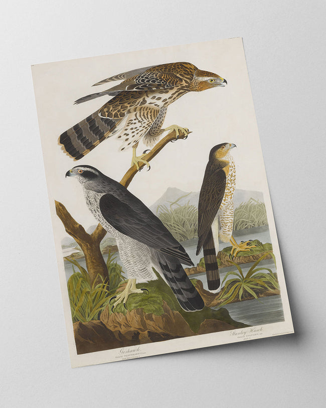John James Audubon - Drei Greifvogelarten Main Image