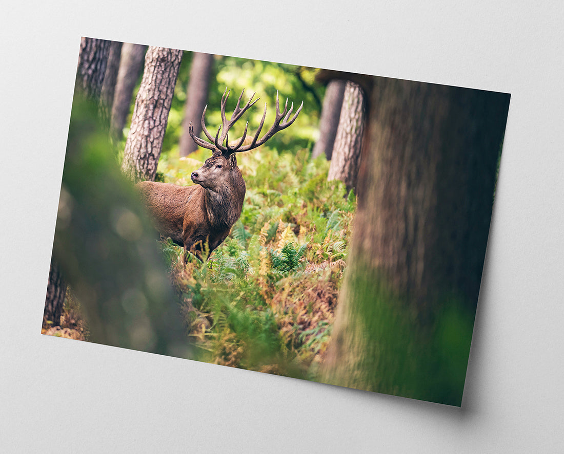 Hirsch im Wald