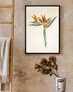 Pflanze mit orangenen Blüten