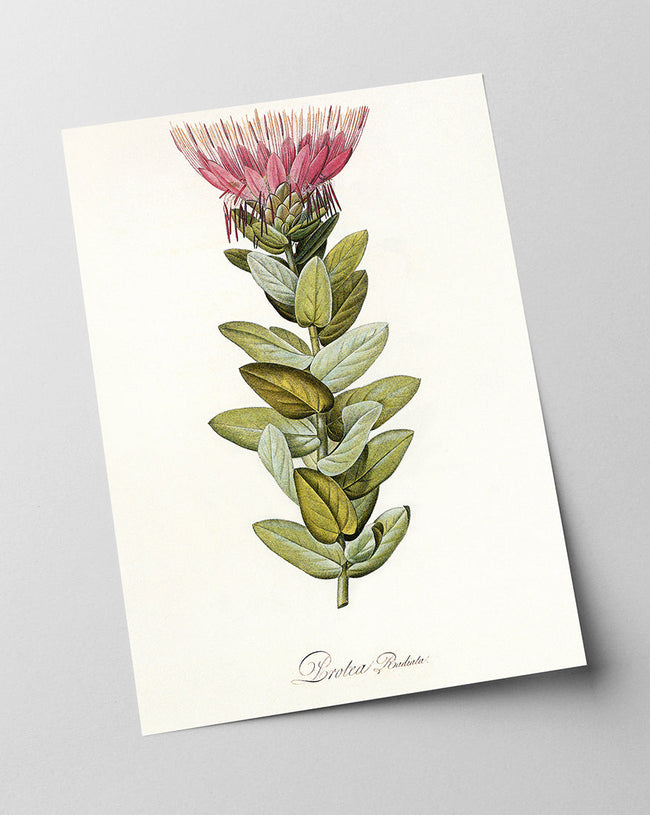 Protea Radiata - Königsprotea mit roter Blüte Main Image