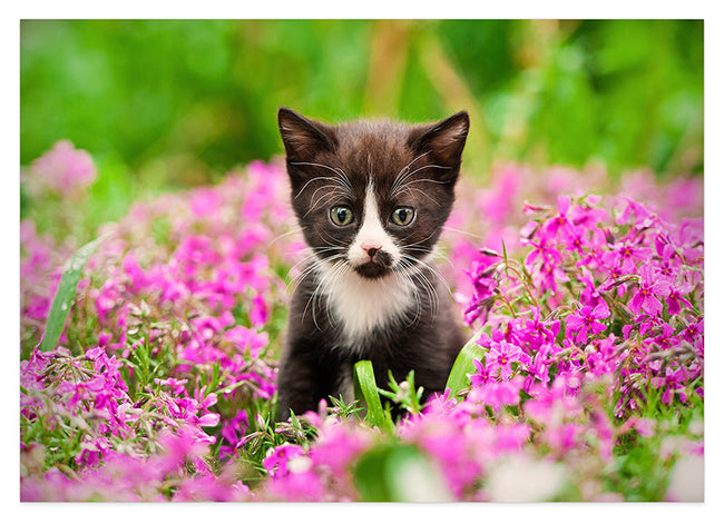 Katzen-Baby in Blumenwiese Hover Image