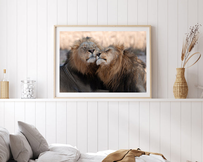 Kuschelnde Löwen Main Image