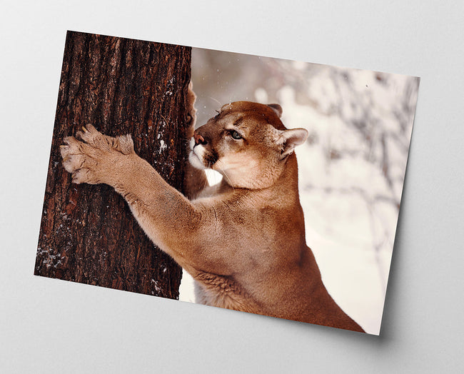 Puma am Baum Main Image