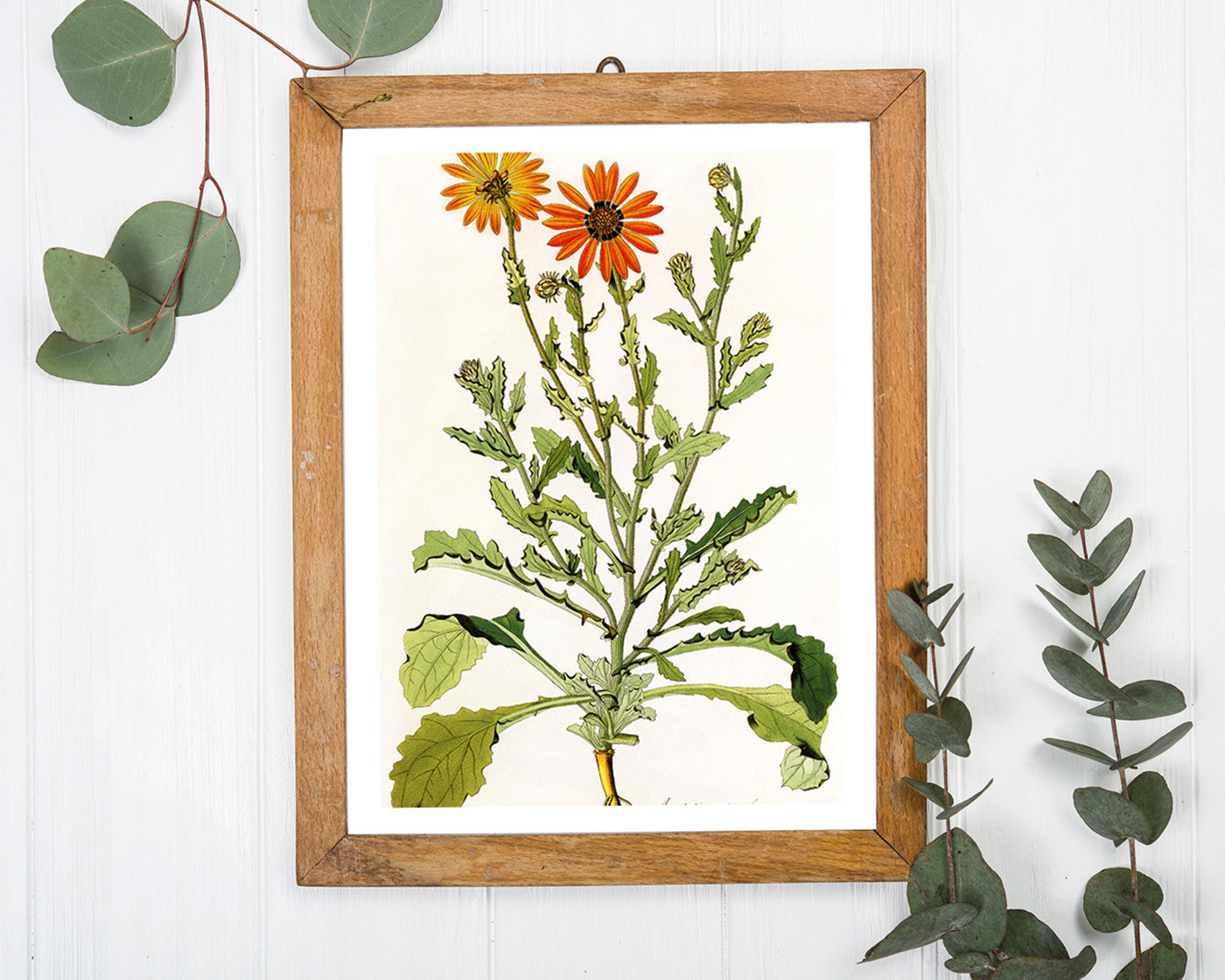 Arctotis Spinulosa - orangene Blüten