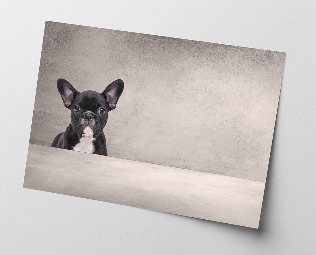 Schwarze französische Bulldogge