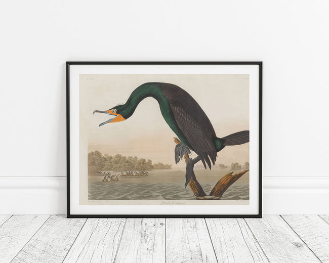 John James Audubon - Smaragdgrüner Wasservogel Main Image