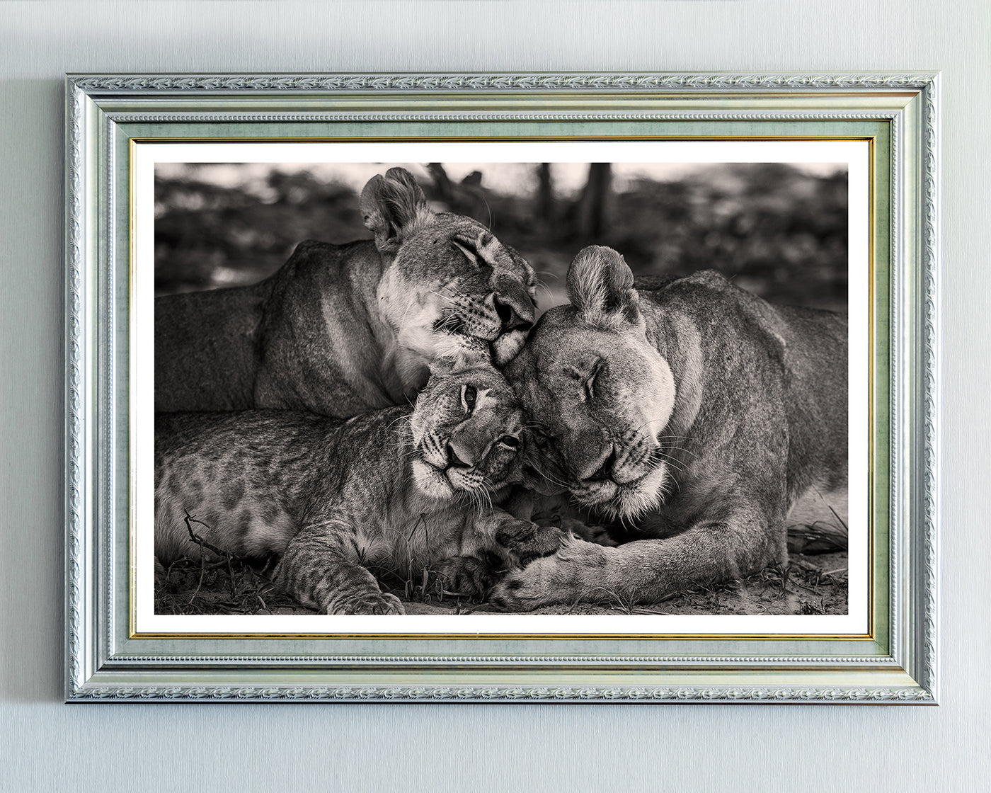 Kuschelnde Löwen in Schwarz-Weiß