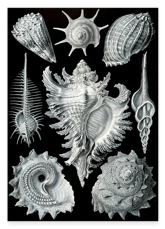 Ernst Haeckel - Seemuscheln und Schnecken Hover Image