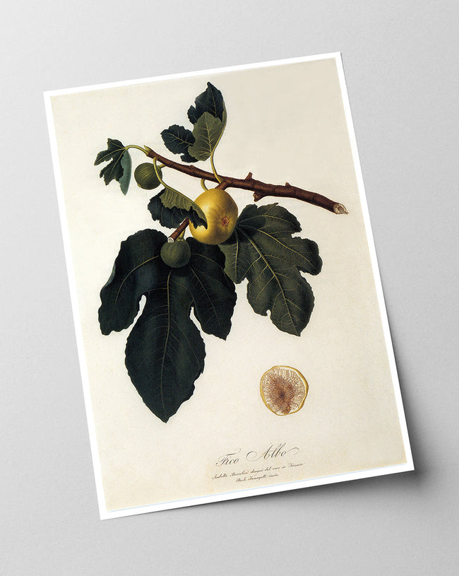 Feigen am Zweig Main Image