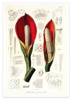 Blüte mit Blütenstil - Eine Analyse