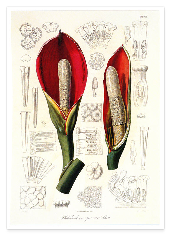 Blüte mit Blütenstil - Eine Analyse