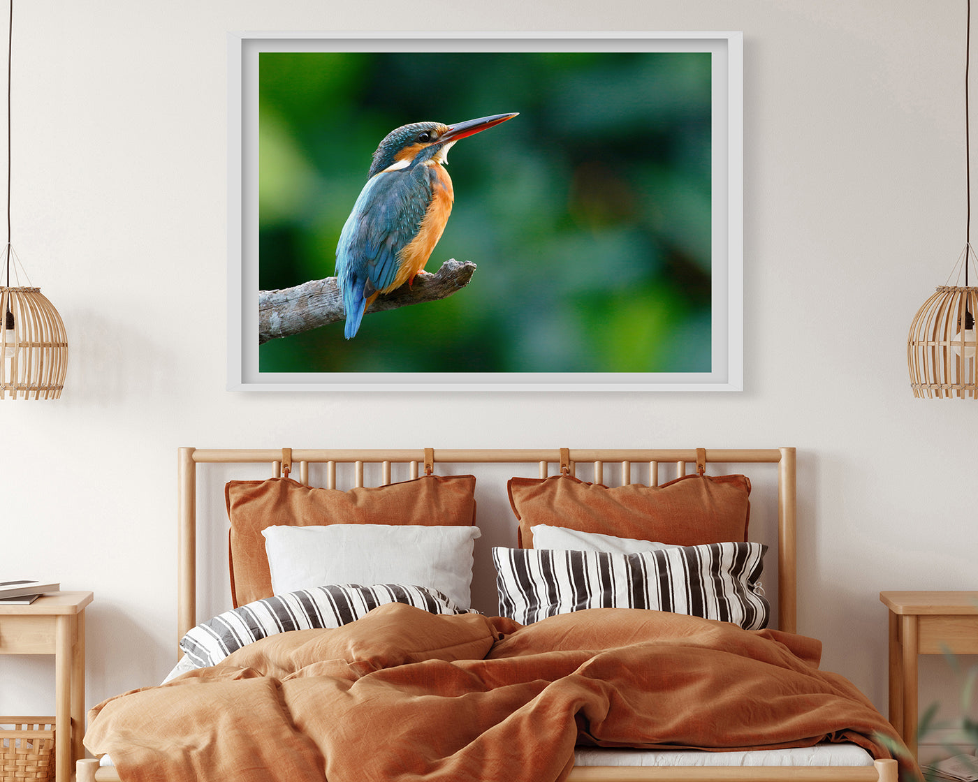 Eisvogel auf einem Ast