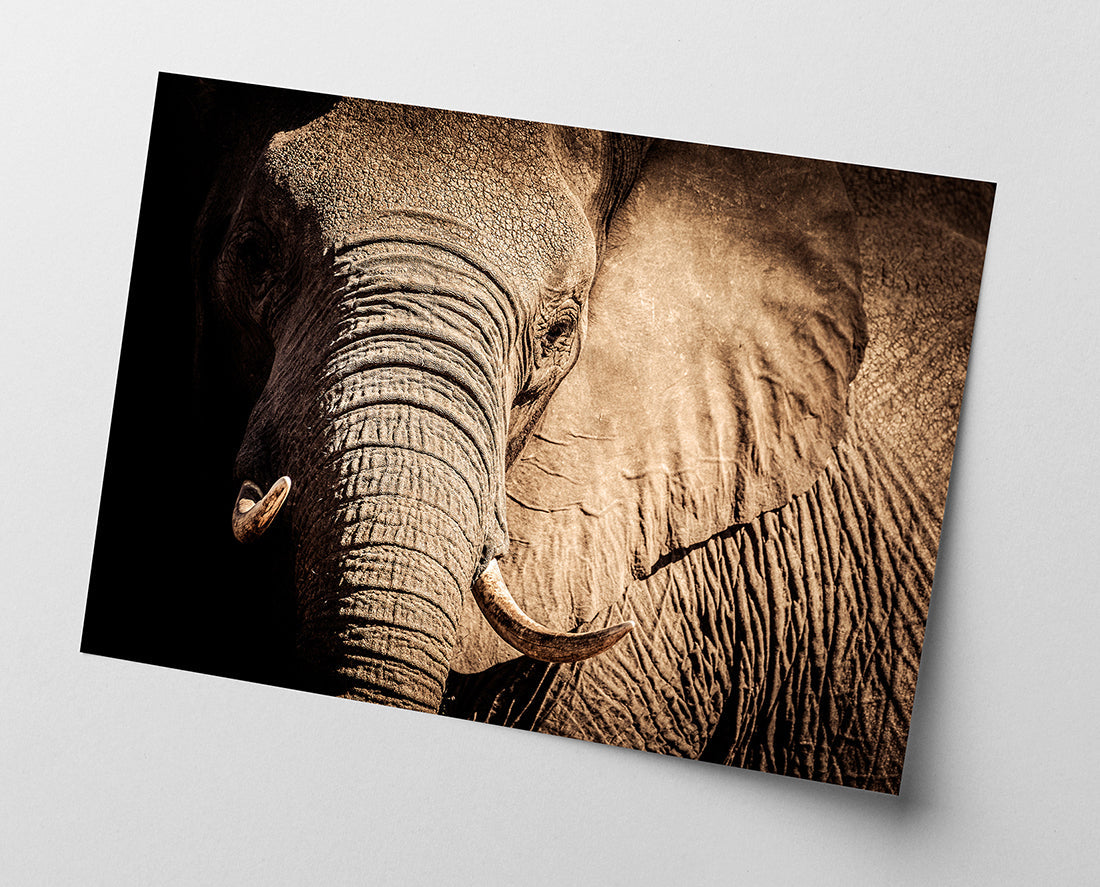 Elefant - Nahaufnahme