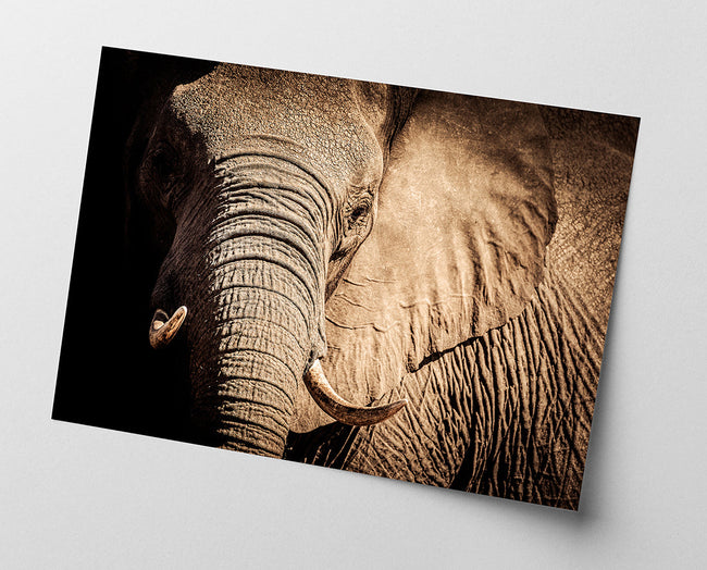 Elefant - Nahaufnahme Main Image