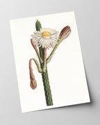 Cactus Ambiguus - Kaktus mit weißer Blüte