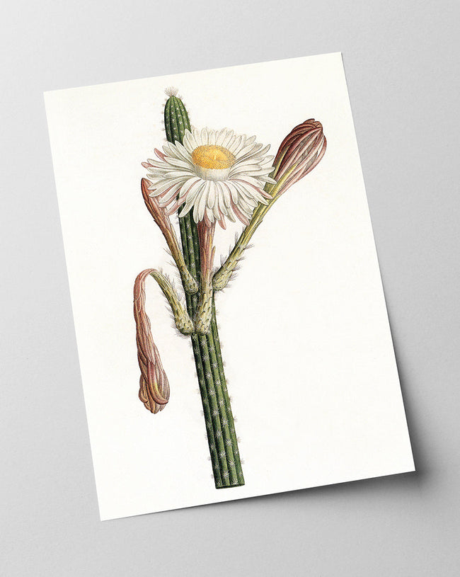 Cactus Ambiguus - Kaktus mit weißer Blüte Main Image