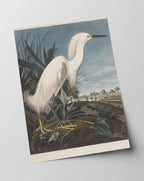 John James Audubon - Weißer Vogel am Teich