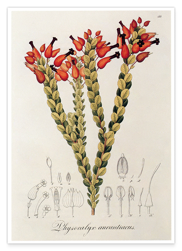 Physocalyx Aurantiacus - rote Blüten Hover Image