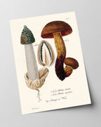 Pilzstudie: Netzstieliger Hexen-Röhrling und Gemeine Stinkmorchel