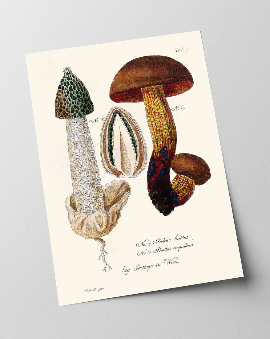 Pilzstudie: Netzstieliger Hexen-Röhrling und Gemeine Stinkmorchel