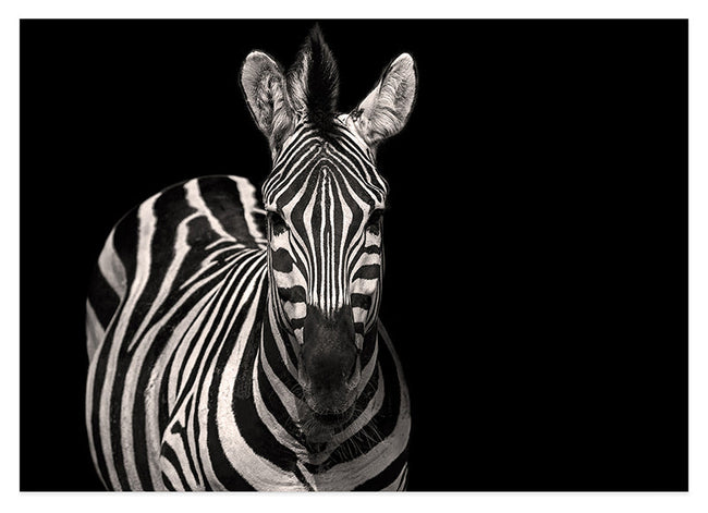 Zebra auf schwarzem Hintergrund Hover Image